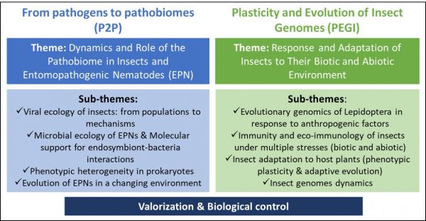 Dgimi's research themes